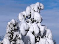 Konifere als Schneeskulptur